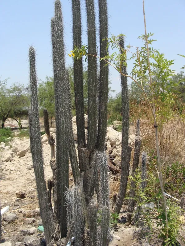 Lemaireocereus hollianus