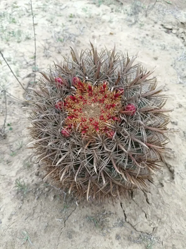 Ferocactus chrysacanthus