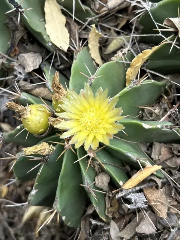 Ferocactus echidne