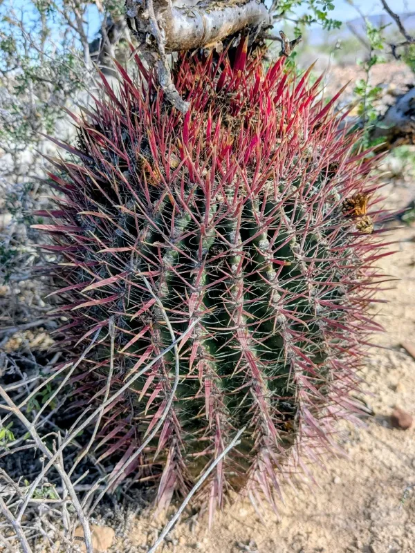 Ferocactus gracilis