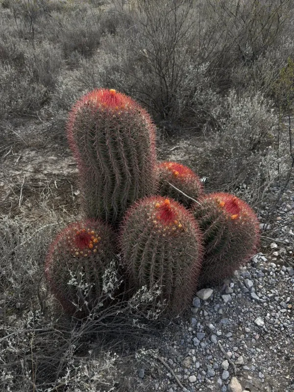 Ferocactus pilosus