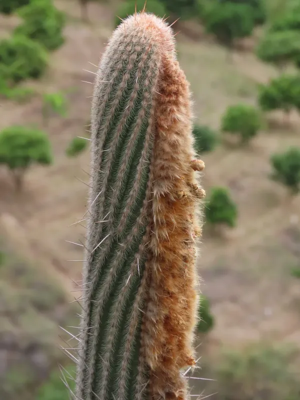 Espostoa mirabilis