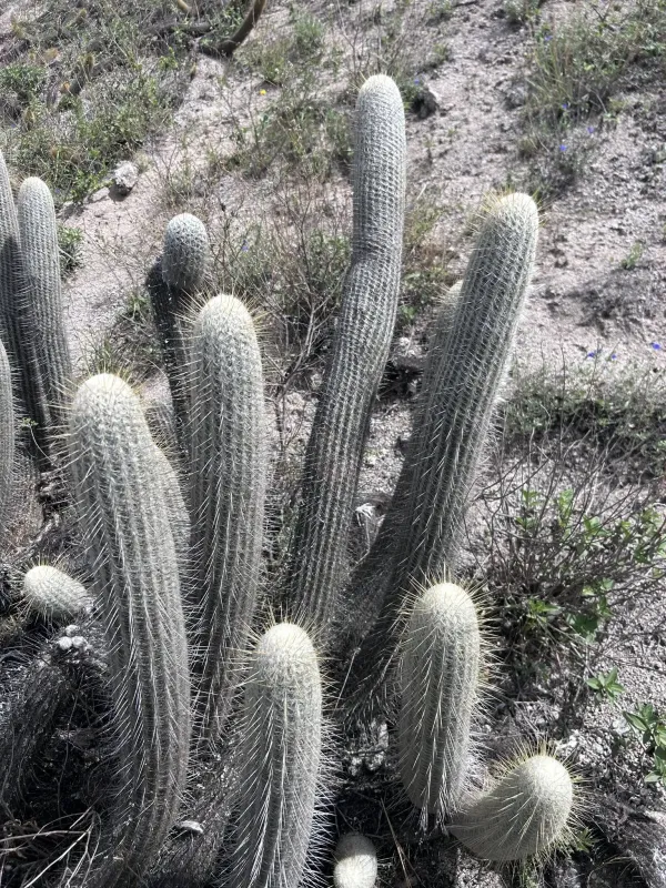 Espostoa frutescens