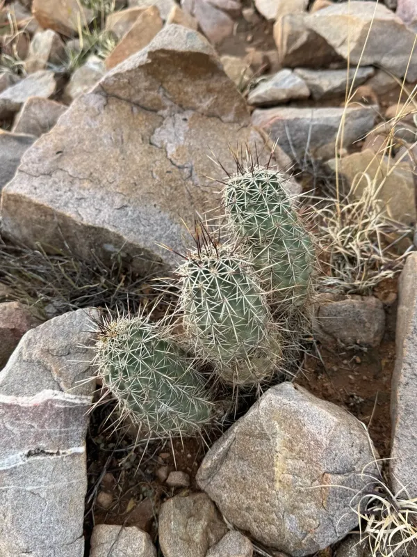 Hedgehog cactus
