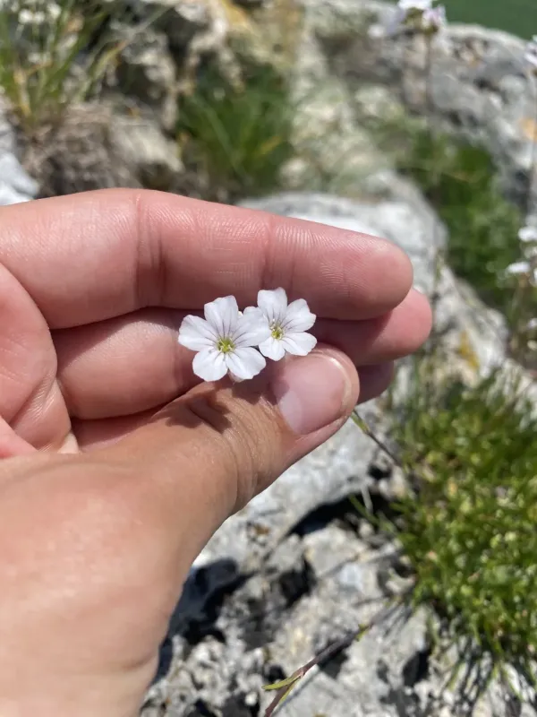 Narrow-leaved gypsophila