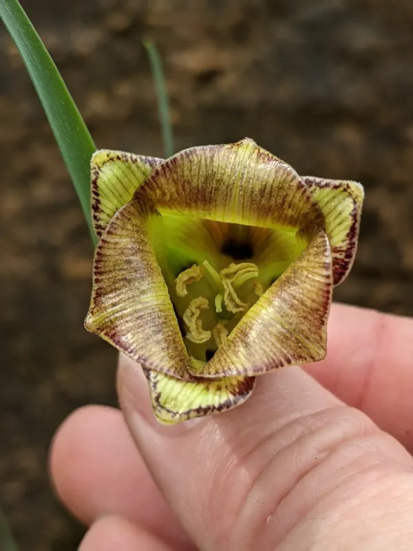 Snake's head fritillary (acmopetala)