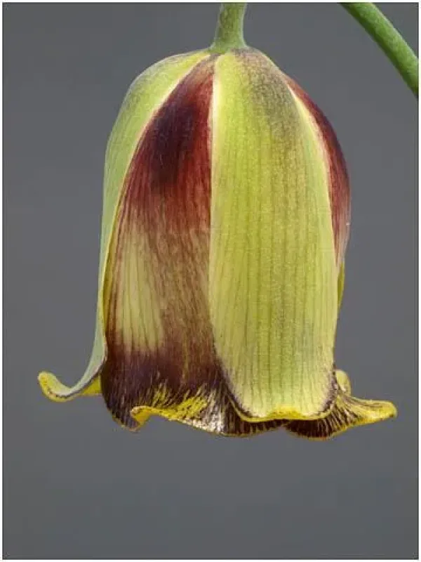 Aman fritillary