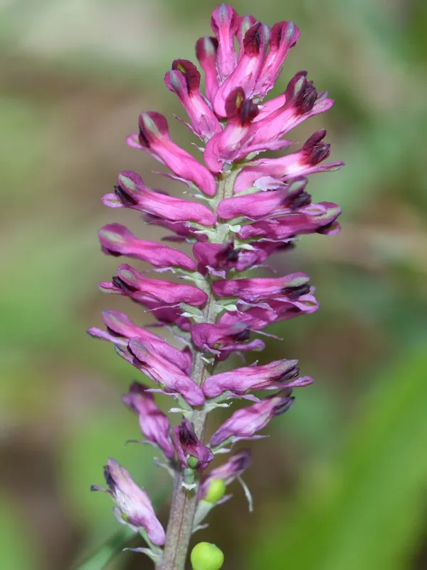 Common fumitory