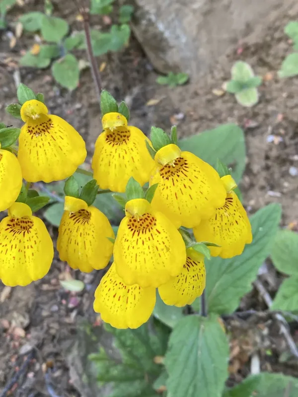 Кальцеолярія городчатоцвіткова