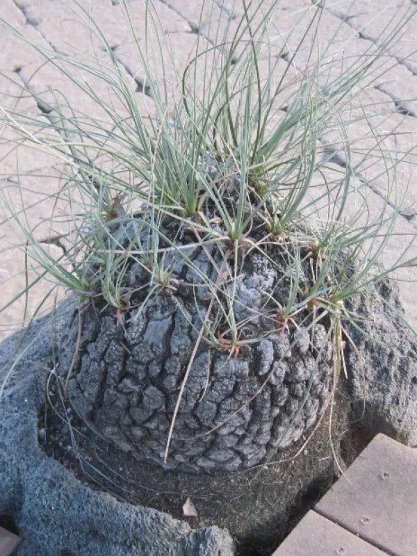 Beaucarnea glassiana