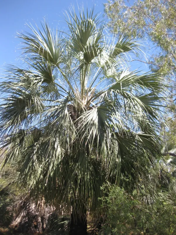 Livistona alfredii