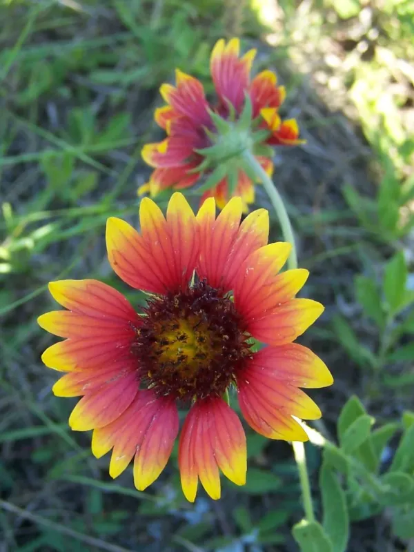 Blanket flower