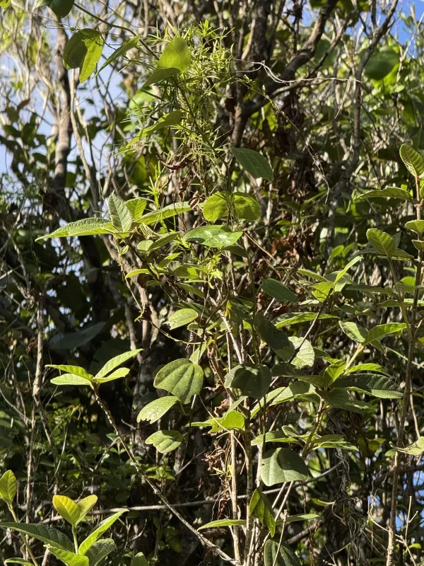 Passiflora tulae
