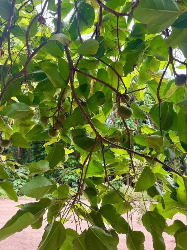 Candlenut
