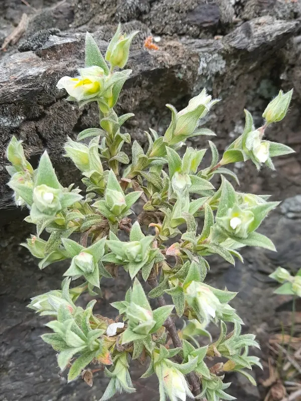 Cistus pouzolzii