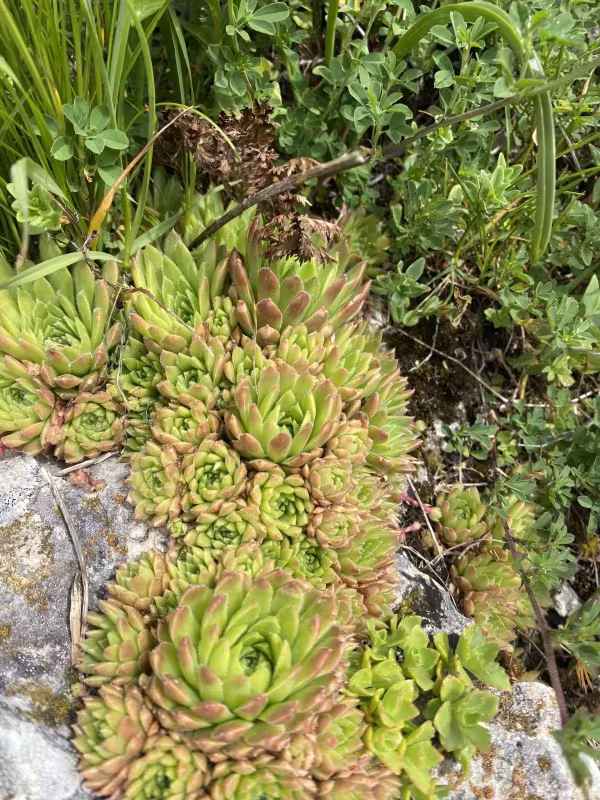 Caucasian houseleek