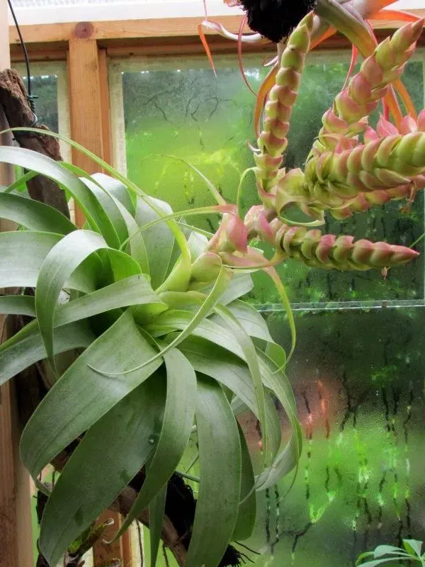 Tillandsia mooreana