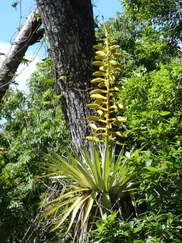 Tillandsia oerstediana