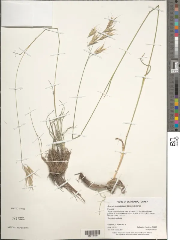 Cappadocian brome