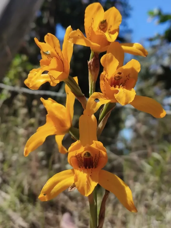 Chloraea gavilu
