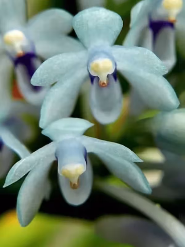 Cleisocentron merrillianum