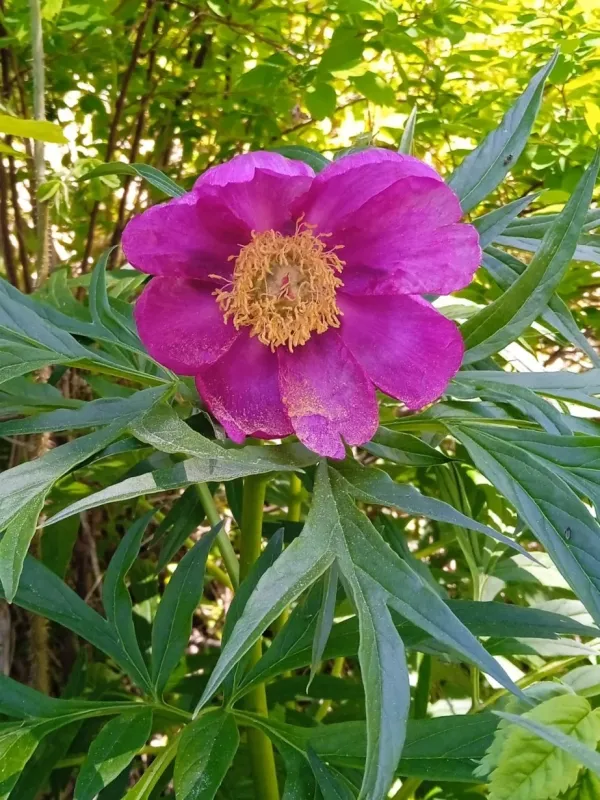 Paeonia anomala
