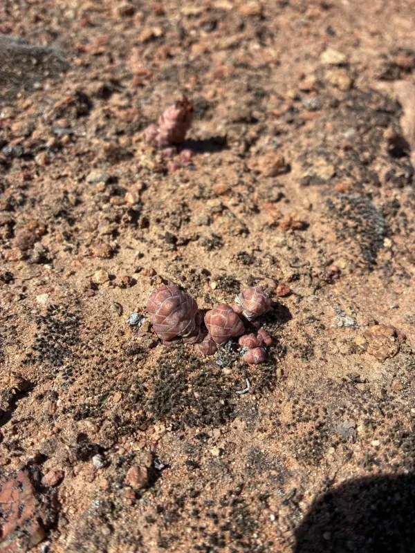 Crassula barklyi