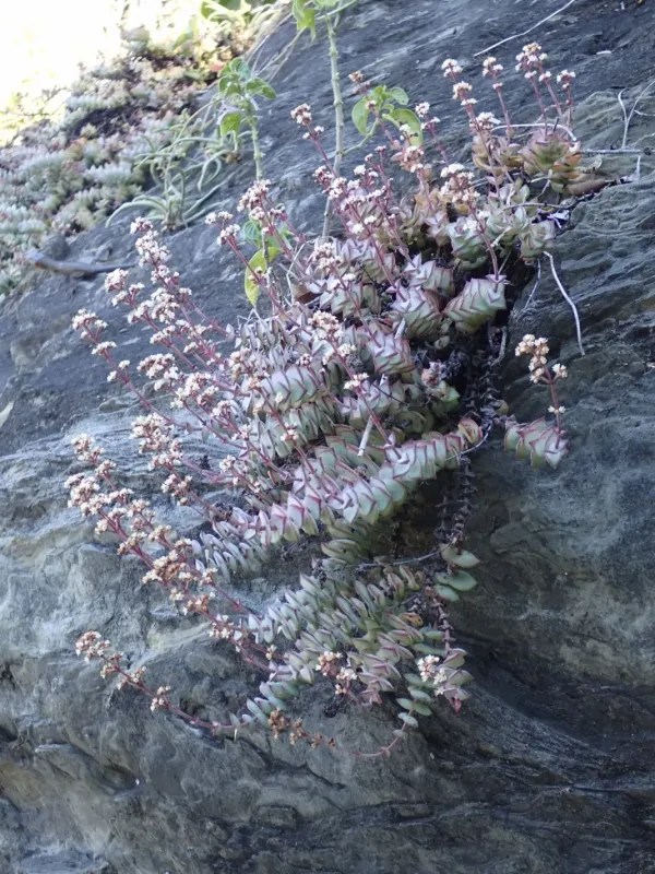 Crassula perforata