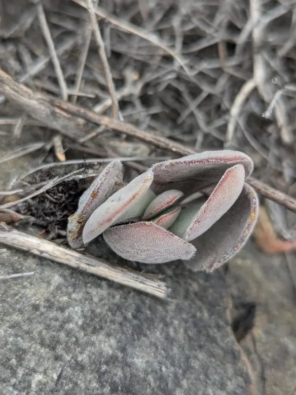 Crassula cotyledonis