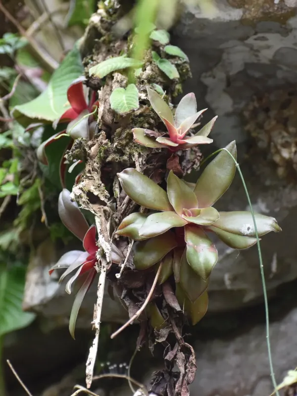 Crassula orbicularis