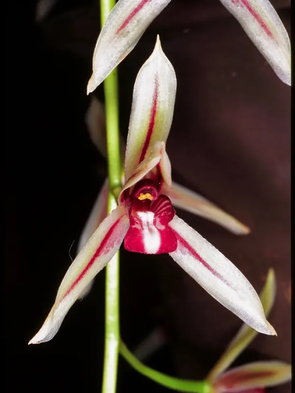 Summer Cymbidium