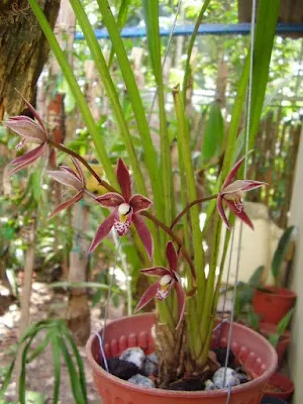 Cymbidium borneense