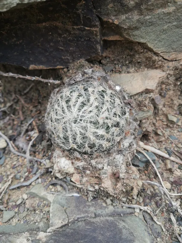 Haworthia bolusii