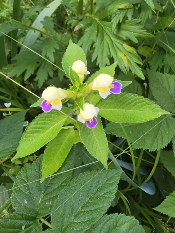 Large-flowered hemp-nettle