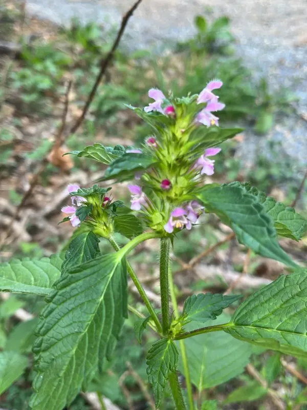 Common hemp-nettle
