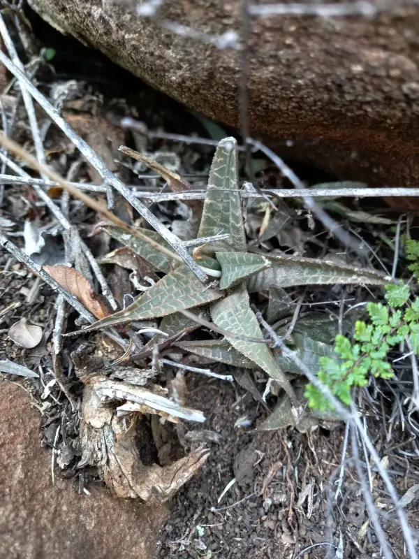 Haworthiopsis tessellata