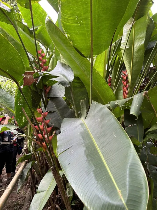 Heliconia bourgaeana