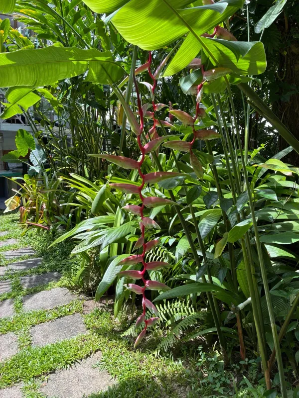 Heliconia chartacea
