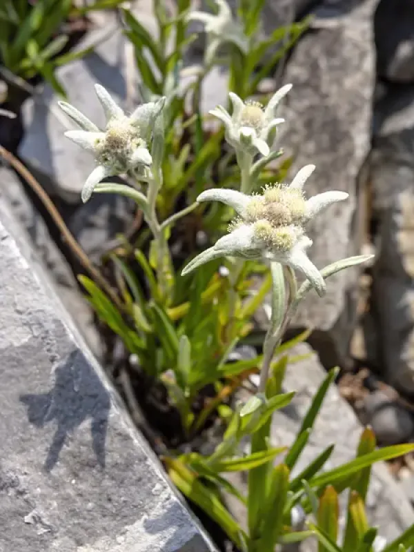 Leontopodium souliei