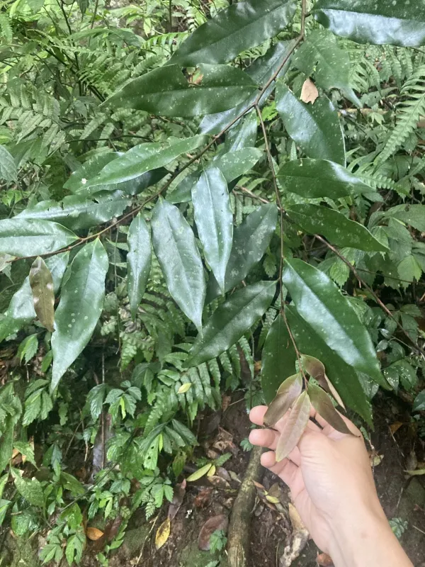 Castanopsis fargesii