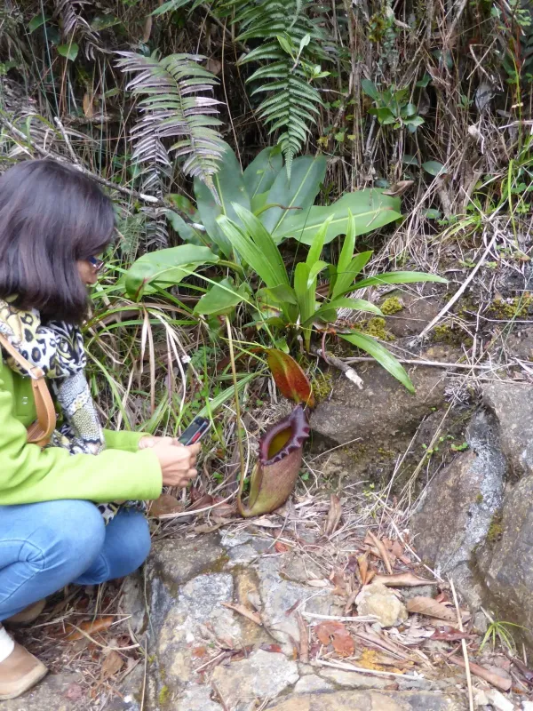 Nepenthes rajah