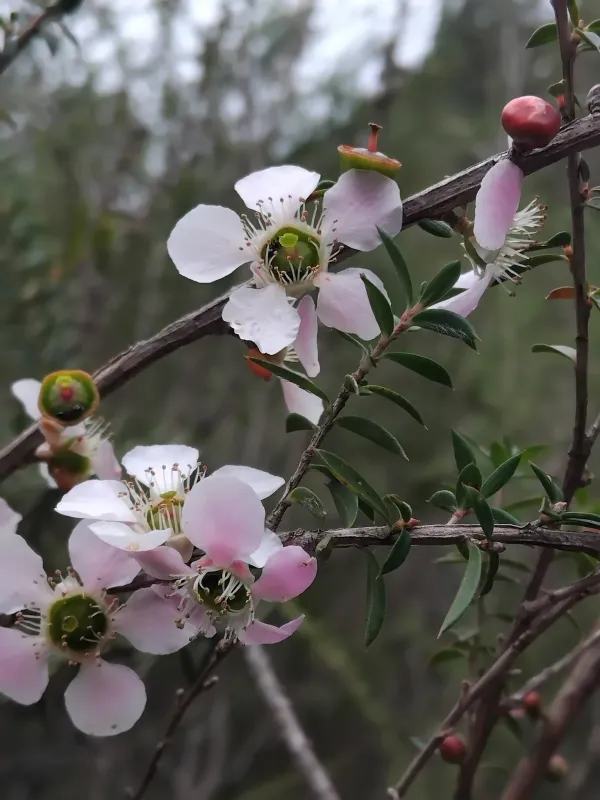 Leptospermum squarrosum