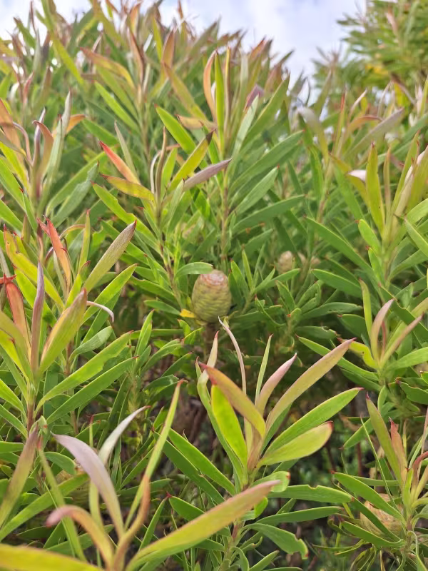 Leucadendron coniferum