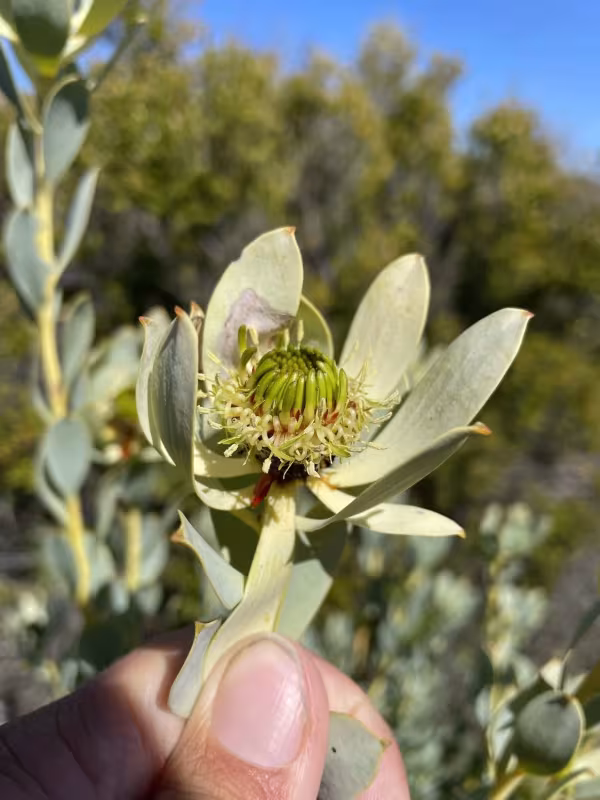 Leucadendron loranthifolium