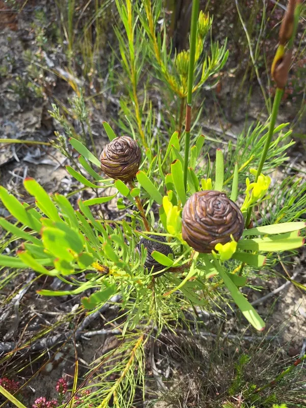 Leucadendron platyspermum