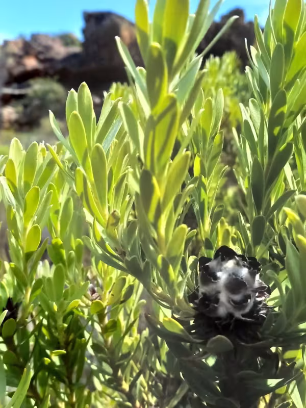 Leucadendron pubescens