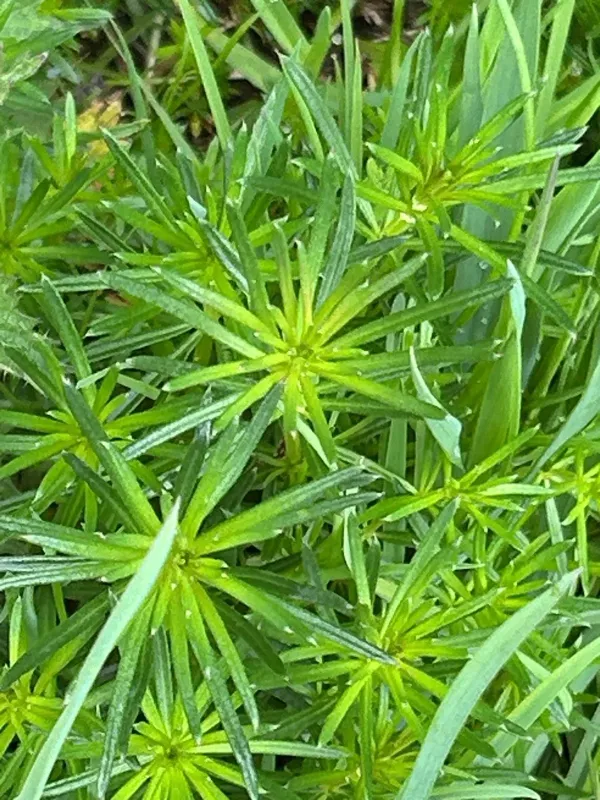Yellow bedstraw