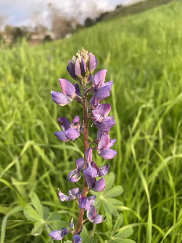 Succulent lupine