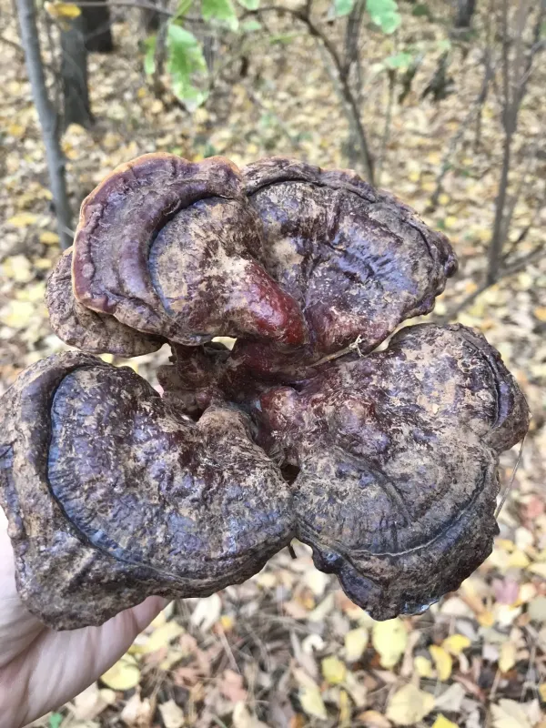 Lingzhi mushroom