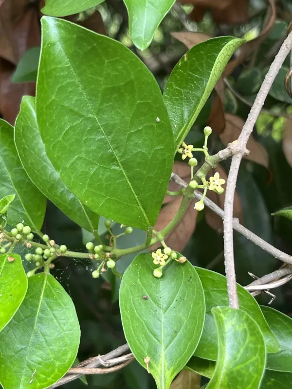 Gymnema sylvestre